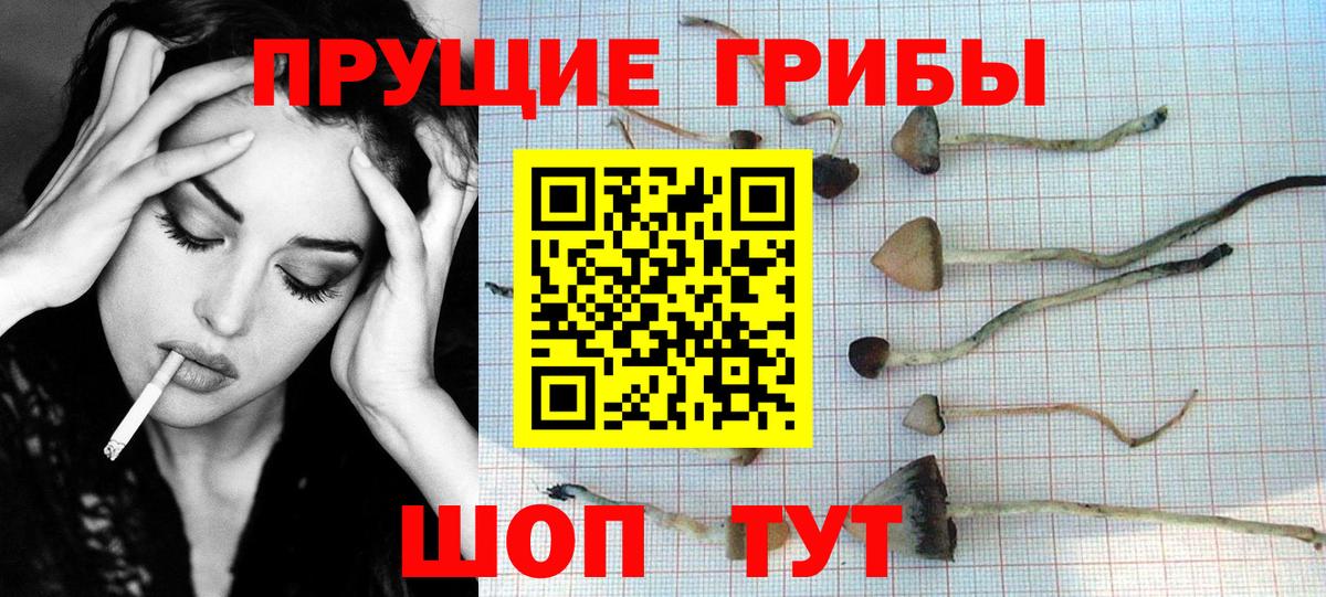 Галлюциногенные грибы Cubensis Зеленогорск